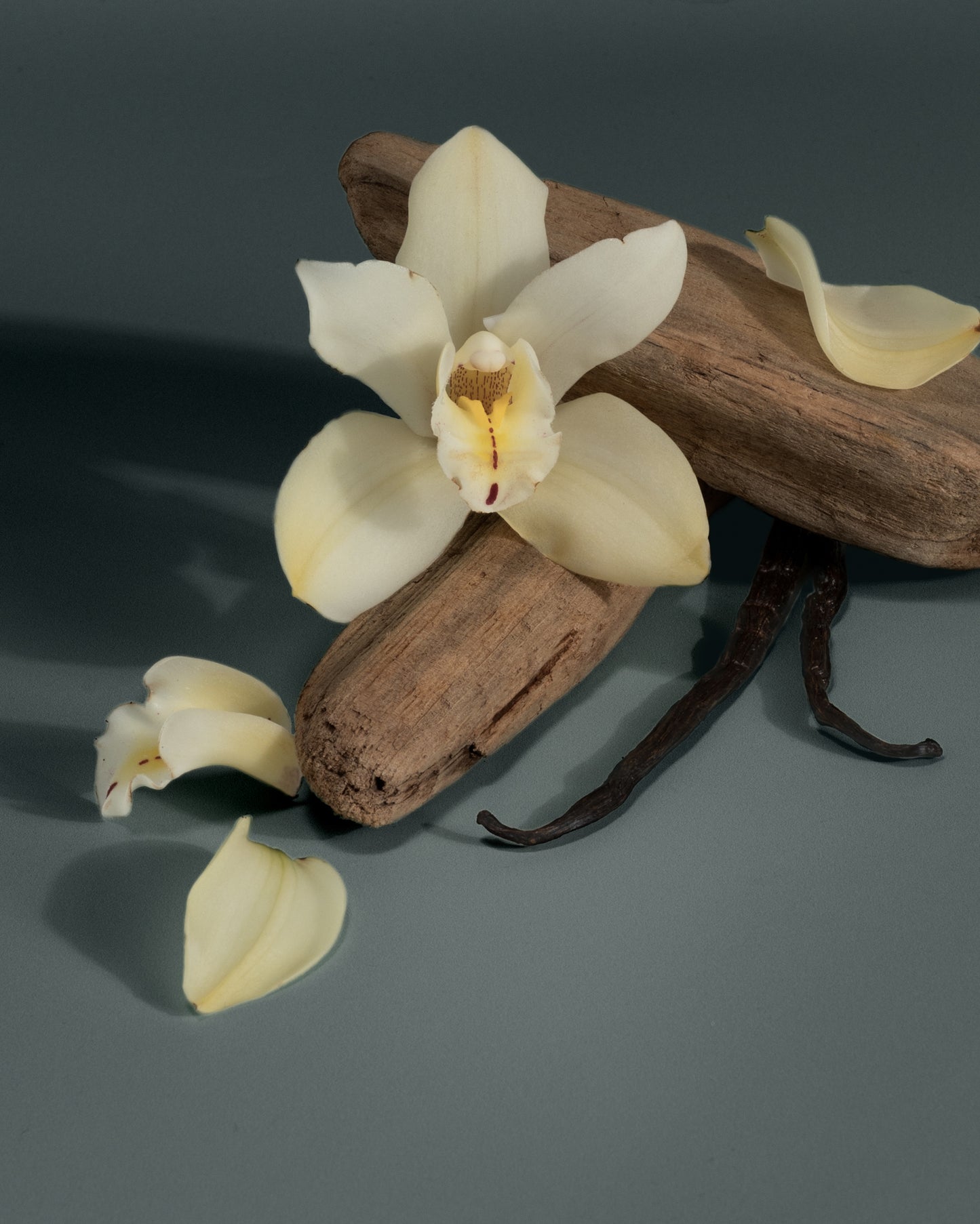 Tahitian Vanilla & Sandalwood scent inspiration lifestyle