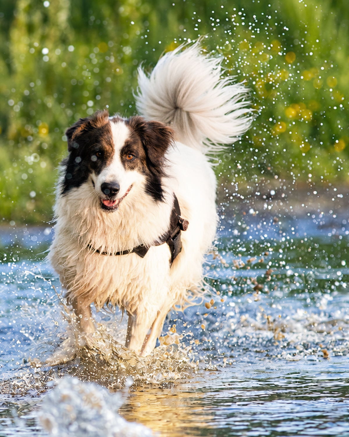 Scent Stix™ Refill (Petal Pounce)