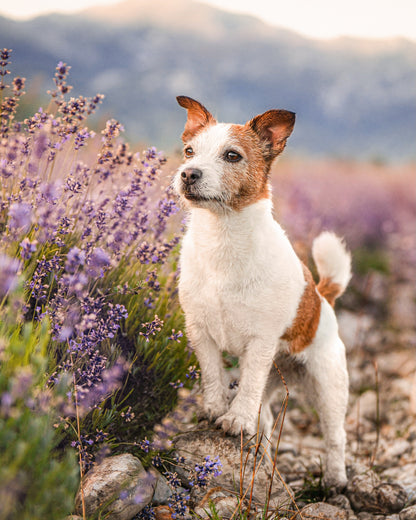 Scent Stix™ Refill (Lavender Whiskers)