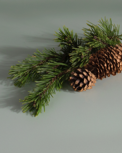 Plug Hub™ Starter Kit - Balsam Fir & Spruce